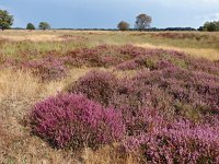 NL, Drenthe, Midden-Drenthe, Holtherzand 1, Saxifraga-Hans Dekker